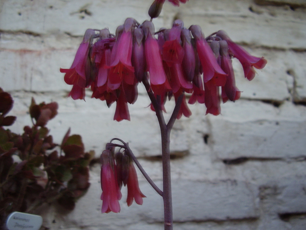 معرفی و راهنمای پرورش گیاهان زینتی - کالانچو دایگری مونتیا